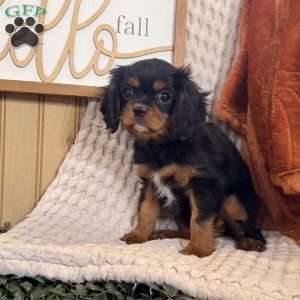 Bandit, Cavalier King Charles Spaniel Puppy